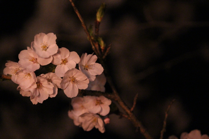 提灯に照らされた桜