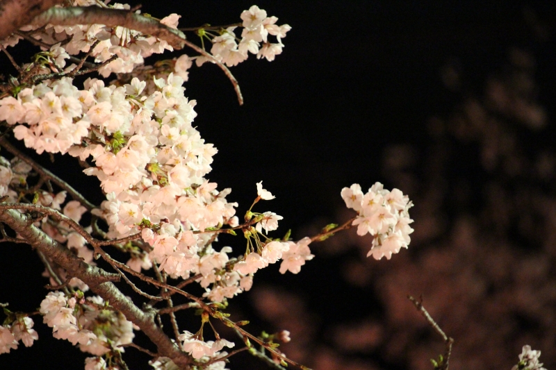 街灯に照らされた桜